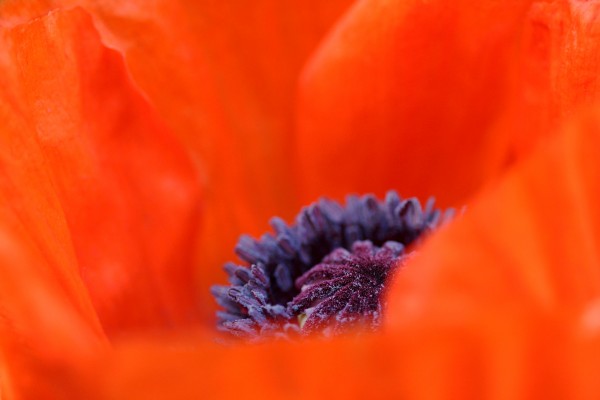 Poppy Heart by Deb Oppermann